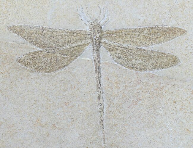 Fossil Dragonfly (Isophlebia) - Solnhofen Limestone #50831